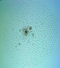 Not ants, that's Connect, can't you tell, used under Creative Commons from psd on Flickr