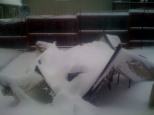 Dead canopy in my backyard