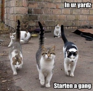 Image from I CAN HAS CHEEZBURGER