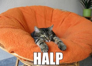Can has halp?